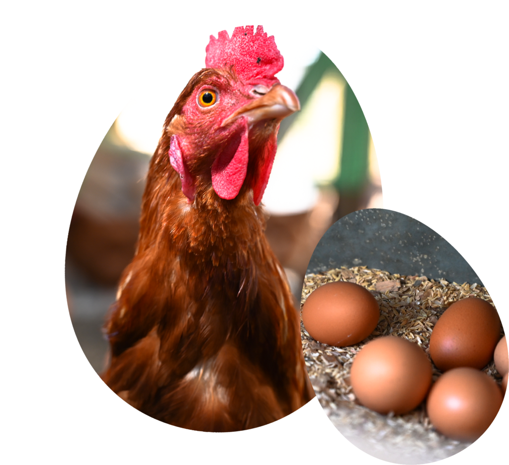 鶏と鶏が産んだ卵